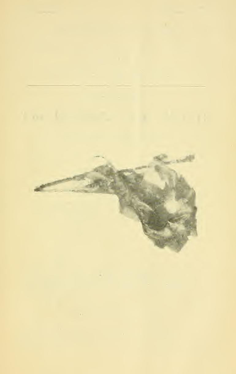 Bulletin 122 February, 1906 NEW HAMPSHIRE COLLEGE