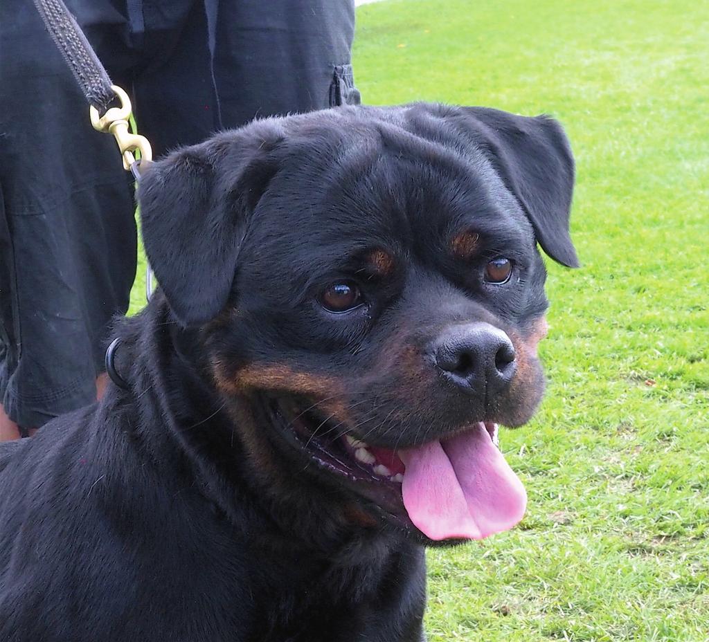 A female Rottweiler with some exaggerated phenotypic traits that is still not really extreme Step 1: Description of individual undesirable phenotypic traits in the head area initially described