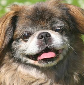 A Brief History Of The Breed Caring for a Pekingese Many people already know that the Pekingese originated in China, but most don t know that they are actually one of the oldest breeds around.