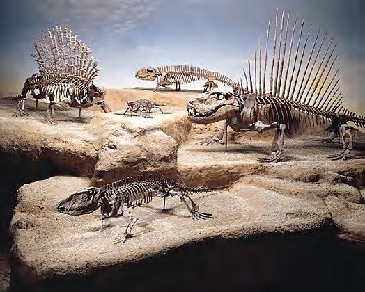Pelycosaurs