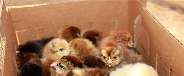 Happy Healthy Chicks Our Farm purchased 50 straight run