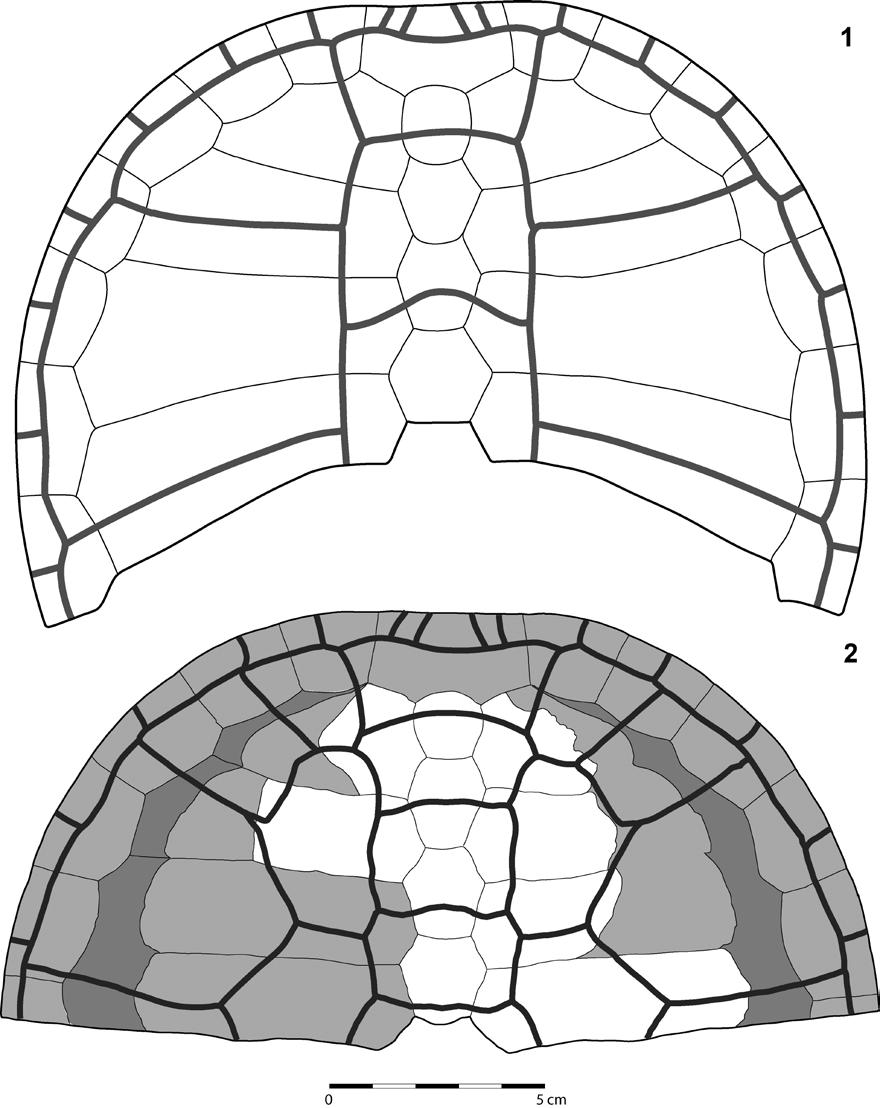 12 H.-V. Karl, E. Gröning & C. Brauckmann por perforaciones de probables gusanos marinos, similares a los de los actuales Osedax. Se han denominado Osedacoides jurassicus nov. ichnogen. nov. ichnosp.