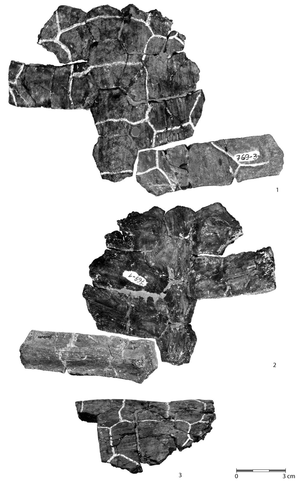 H.-V. Karl, E. Gröning & C. Brauckmann 15 Plate 1. Tropidemys seebachi Portis, 1878, lectotype, GZG.V.24968/ GZG.V.769-1: Anterior fragment of carapax with neuralia I-IV and remains of pleuralia I-III dex.