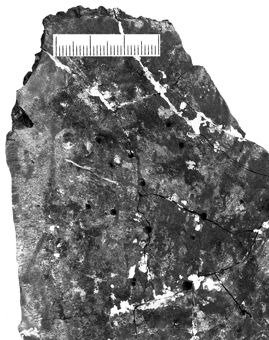 H.-V. Karl, E. Gröning & C. Brauckmann 19 Plate 3. Osedacoides jurassicus n. ichnogen. n. ichnosp.