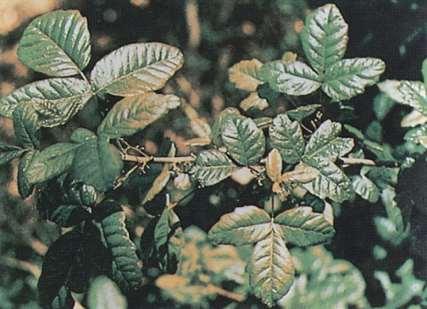 Plants Toxic to the Skin Poison oak