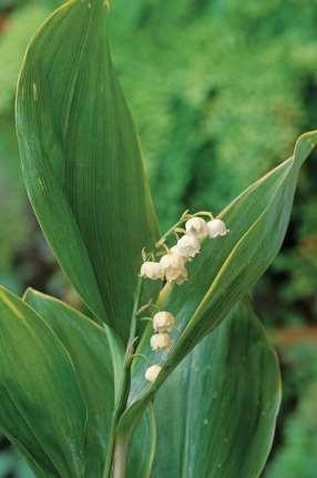 Plants Toxic to Ingestion Lily of the Valley Description Habitat Toxic part