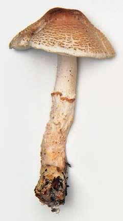 Poisonous Mushrooms Jack-o-Lantern Green-Spored Lepiota Description Habitat