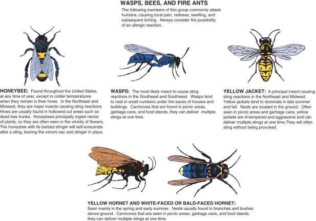 Bees, Wasps, Hornets Usually