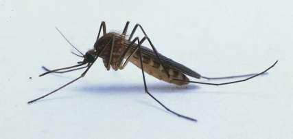 Mosquitoes, Fleas, Biting Flies Localized redness, itching, swelling Can transmit illnesses: Malaria Dengue
