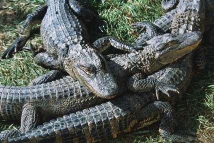 Alligator and Crocodile Description Habitat Characteristic of Bite