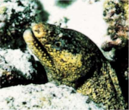 Marine Creatures Moray eel Description