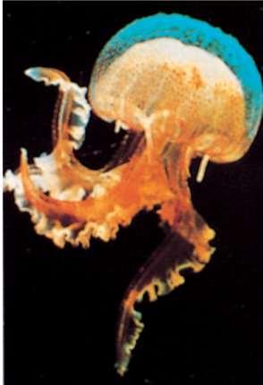 Marine Creatures Jellyfish Description