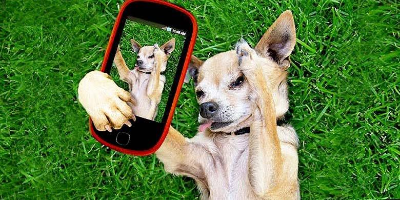 Respect the Rules (cont d). Members must monitor dogs closely Do not be distracted on your cell phone!