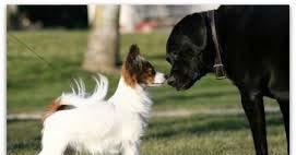 Canine Communication Meet & Greet Rude