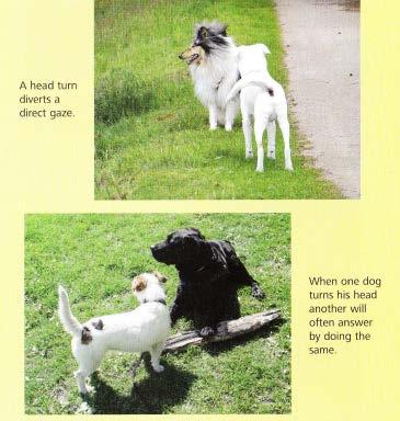 Looking Away May be quick & dog turns it s head to the side and then back May be longer duration, dog turns head and holds that position Dogs