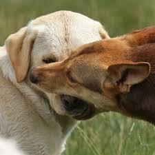 Canine Communication - Corrections Dogs do correct other dogs to communicate They are telling the other dog Too much knock if off you are bothering me you are making me uncomfortable Corrections can