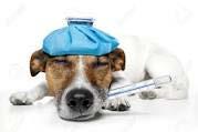 Health Dogs Get Sick Sometimes Too Just like people, dogs get sick sometimes and pass it along to other dogs