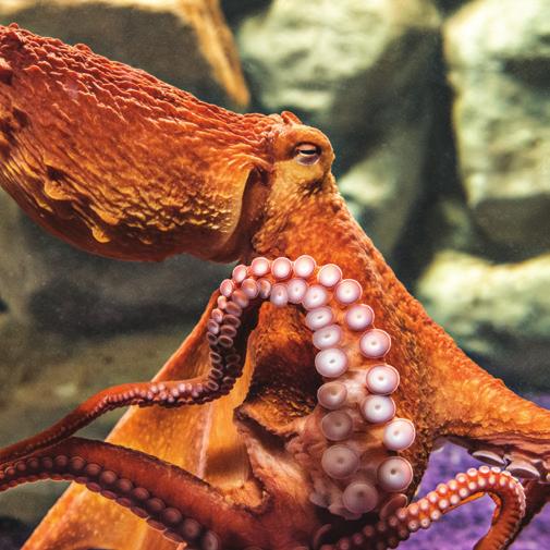 OCTOPUS Visit Area: PIRATE COVE Octopuses are strange looking creatures with round bodies, big eyes and long arms. They live in seas all around the world and like to eat crabs, lobsters and shrimp.