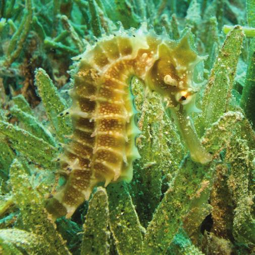 SEAHORSES Visit Area: CONSERVATION AREA A seahorse is a tiny fish that lives in warm seas around the world. It has the name seahorse because its head looks a lot like a tiny horse s head.