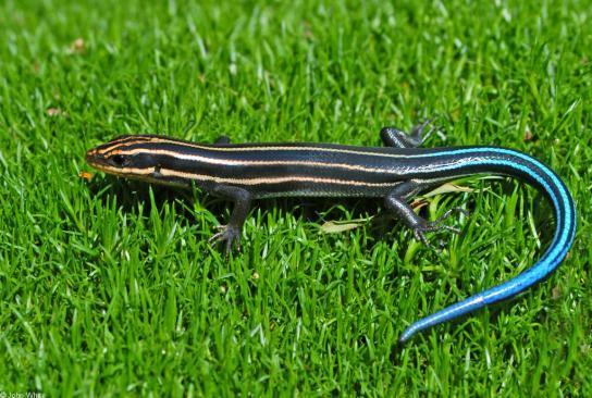 SCINCIDAE ( Skinks) Lizard group chracterized by extremely