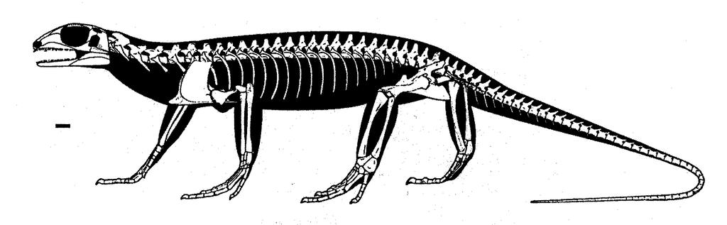 Basal Diapsid: Petrolacosaurus Note: TWO holes