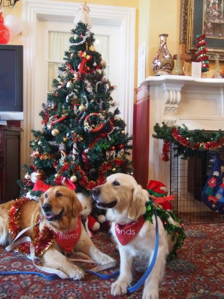 This is where, as Canine Friends Pet Therapy, we can help by bringing an extra smile and friendly greeting along with us on our visits, even adorn a set of Christmas ears, a bit of tinsel on the dog