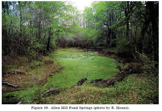 Middle Suwannee River Springs Restoration Plan maximum depth of 8.6 ft. (2.6 m). The fissure reaches a maximum width of approximately 40 ft. (12.2 m). The banks are exposed limestone.