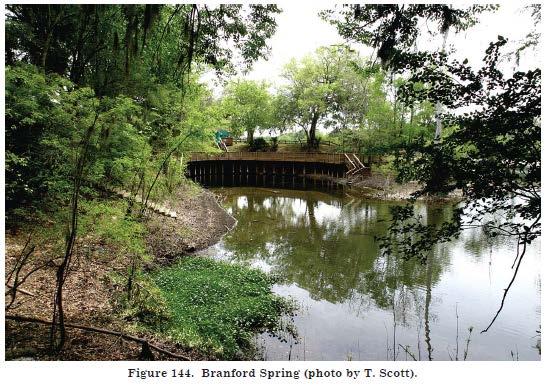 2.3.1 Branford Spring Middle Suwannee River Springs Restoration Plan Branford Spring (Figure 20) is located within Ivey Memorial Park in the city of Branford, 500 ft. (152.