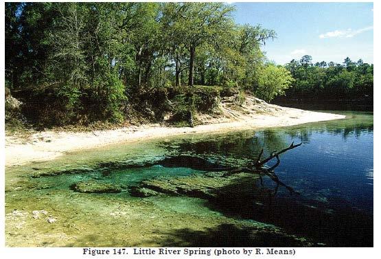 2.3.4 Little River Spring Middle Suwannee River Springs Restoration Plan Little River Spring (Figure 23) is located 3.5-miles (5.5 km) north of Branford. The Little River Spring pool measures 108 ft.