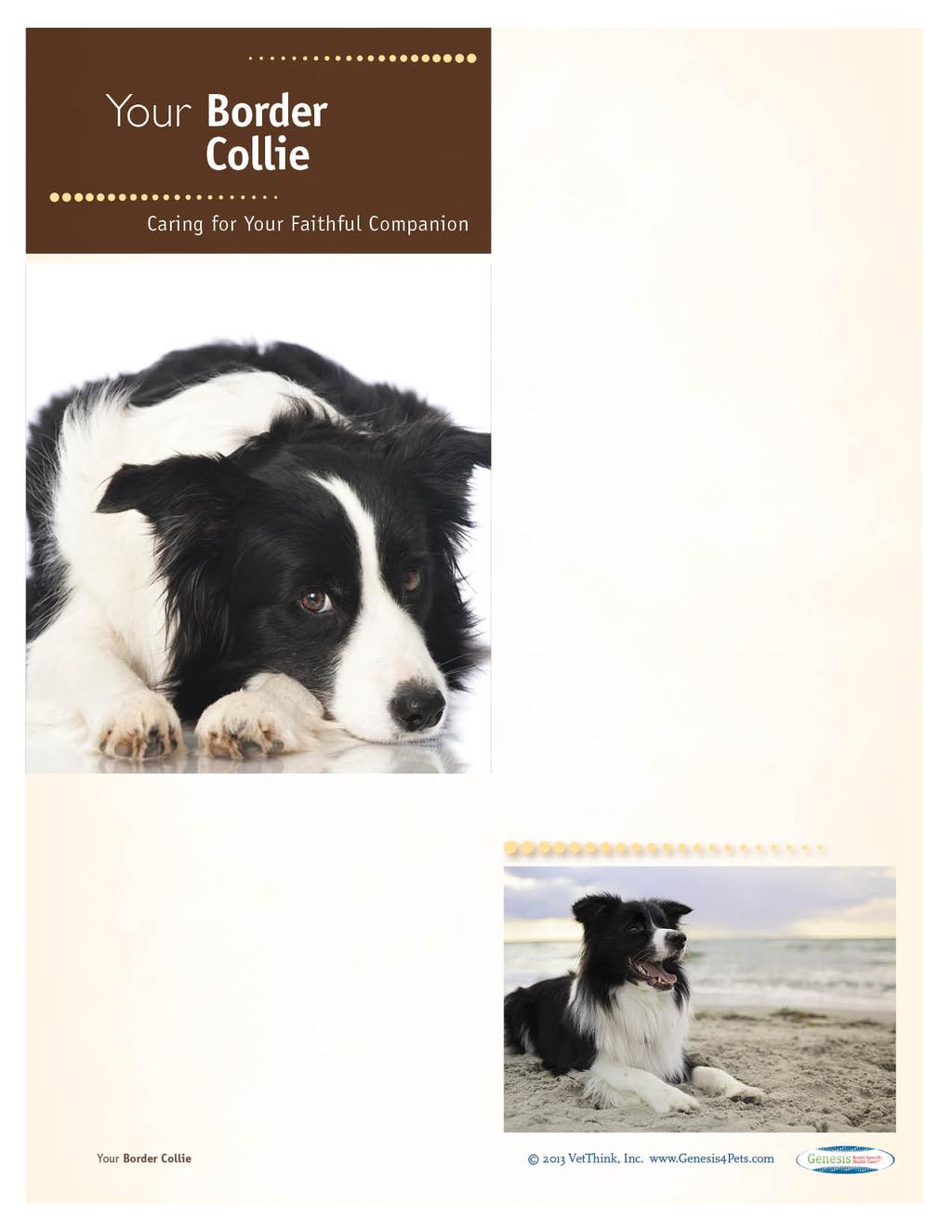 Border Collies: What a Unique Breed! Your dog is special! She's your best friend, companion, and a source of unconditional love.