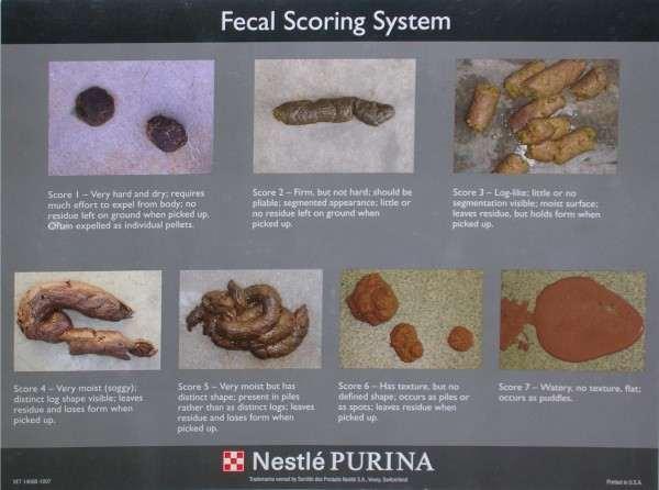 Fecal Guide Below is a guide to the color and consistency of kittens' feces.