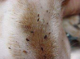 Signs & Symptoms: Irregularly shaped areas of fur loss and the skin in these areas will usually have a crusty appearance Treatment: Veterinary care, including dips +/- oral medication Transmission: