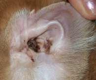 Earmites Ear mites are tiny parasites that live in the ear canal.