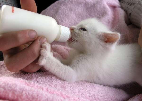 Kitten Feeding Cow s milk is not nutritious enough for kittens and it causes diarrhea which is dangerous for kittens. Only Ag brand KMR is used for kittens in our nursery and foster homes.