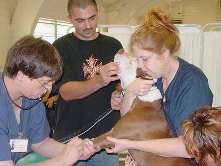 Administration Station Mild, Quick-Acting Sedation Guardian Stays with Animal Technicians