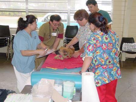 Administration Veterinarian Administers Neutersol Injections Not Painful Dogs Struggle