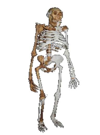 NATIONAL SENIOR CERTIFICATE: LIFE SCIENCES: PAPER 1 Page 10 of 14 SOURCE A Is Australopithecus sediba the Most Important Human Ancestor Discovery Ever?