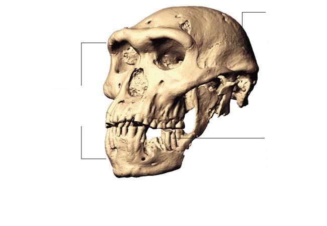 NATIONAL SENIOR CERTIFICATE: LIFE SCIENCES: PAPER 1 Page 13 of 14 SOURCE F NEWLY FOUND SKULL CAUSES DEBATE ON HUMAN HISTORY A 1.