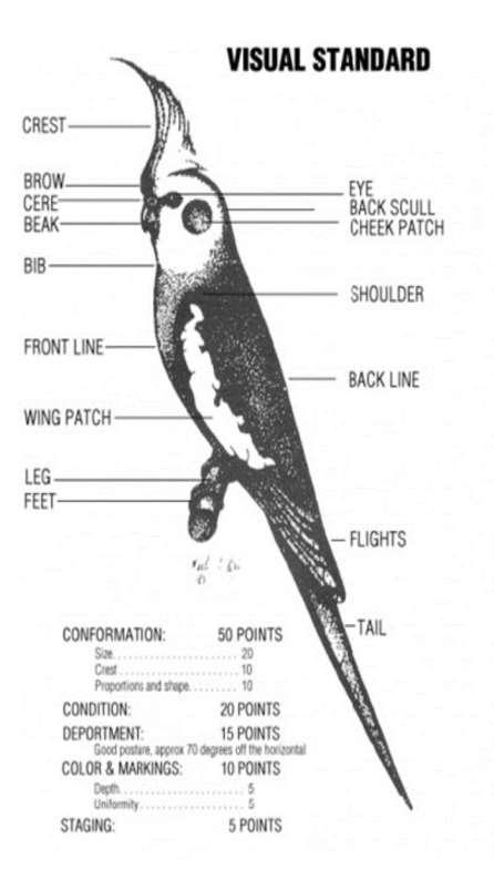 The NCS Standard envisions a long, graceful bird of good body substance and equal proportions. The cockatiel should measure 14 inches in length from the top of the crown to the tip of the tail.