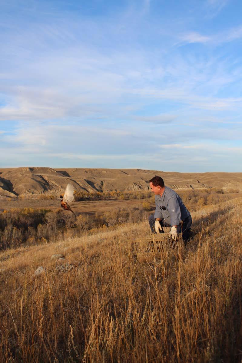 Photos A pheasant being released in excellent habitat by Alberta