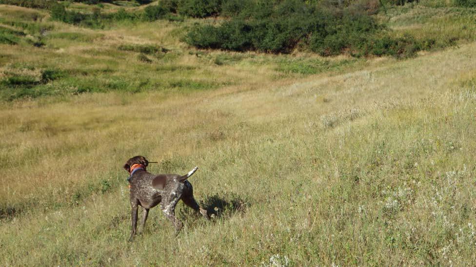 Jid, one of the hunting dogs used during the