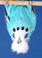 The only society we are members of is The Budgerigar Society, it is the best small livestock society in the World, we have our own office property and a paid full time secretary, without the society