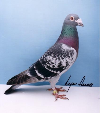 That then is a brief outline of the origins of the present day family of pigeons raced by John Wills. I say family as they truly are a well defined family of birds that look and handle as one.