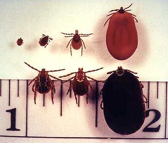Tick-Borne Illness Types of ticks The Deer Tick or Black-legged Tick Ixodes scapularis