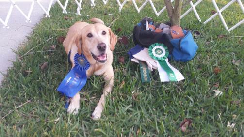 From Alison : Renloz'Santa Fe Emmy Lou RAE, CDX, GO is the first dog I trained