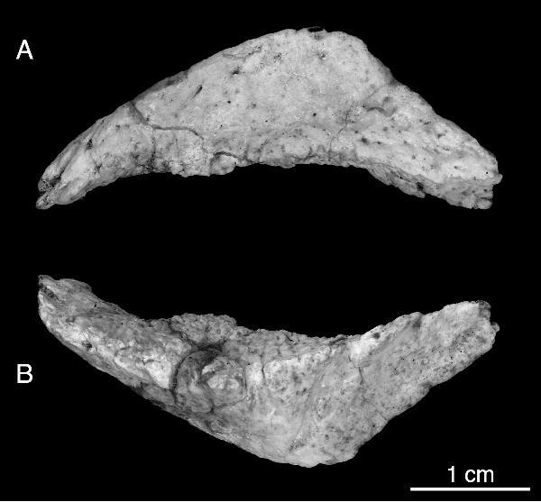 2006 MAKOVICKY AND NORELL: NEW MONGOLIAN NEOCERATOPSIAN 11 Fig. 7. Right epijugal of the holotype specimen of Yamaceratops dorngobiensis (IGM 100/1315), in medial (A) and lateral (B) views.
