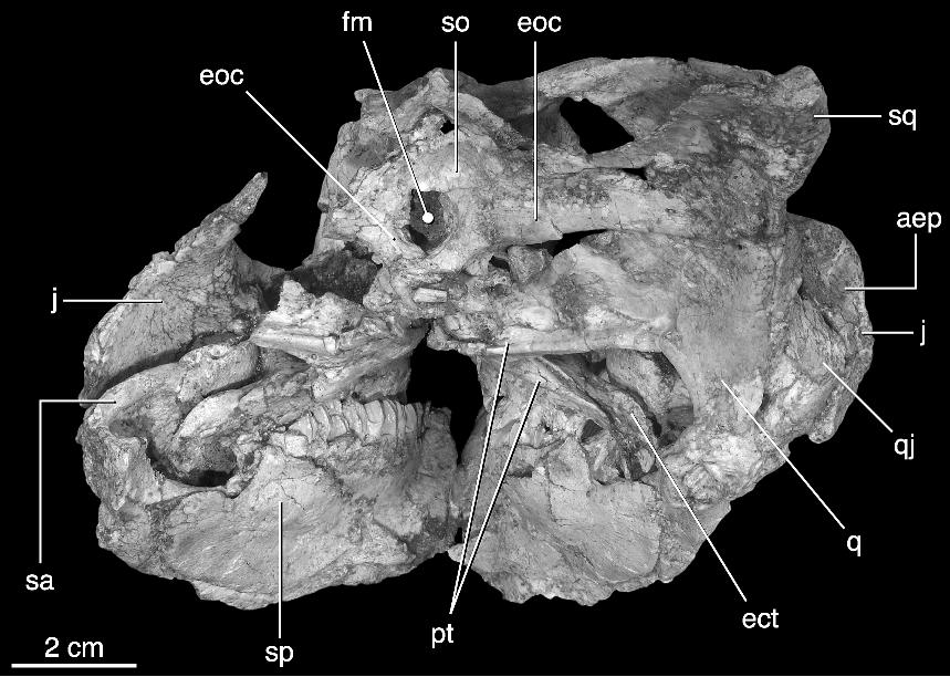 2006 MAKOVICKY AND NORELL: NEW MONGOLIAN NEOCERATOPSIAN 13 Fig. 8. Occipital view of the holotype skull of Yamaceratops dorngobiensis (IGM 100/1315). Abbreviations are listed in appendix 3.