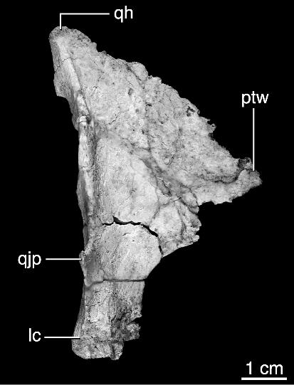 14 AMERICAN MUSEUM NOVITATES NO. 3530 Fig. 9. Right quadrate of the referred specimen of Yamaceratops dorngobiensis (IGM 100/1303) in oblique rostrolateral view.