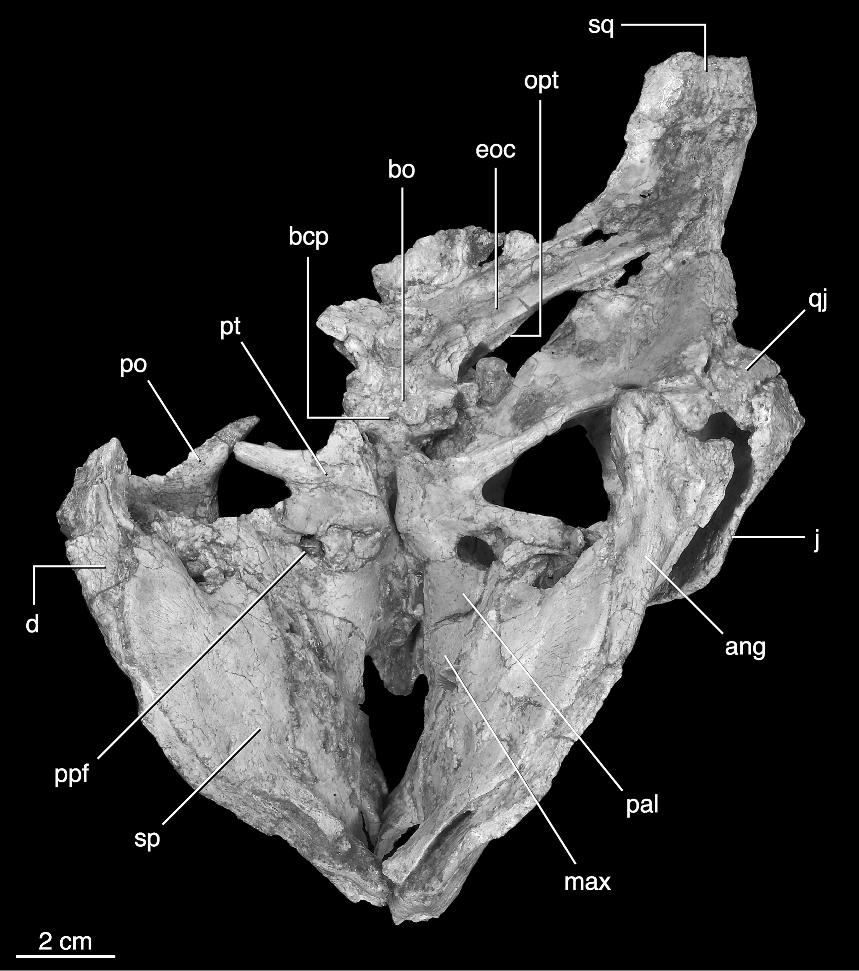 2006 MAKOVICKY AND NORELL: NEW MONGOLIAN NEOCERATOPSIAN 15 Fig. 10. Ventral view of the holotype skull of Yamaceratops dorngobiensis (IGM 100/1315). Abbreviations are listed in appendix 3.