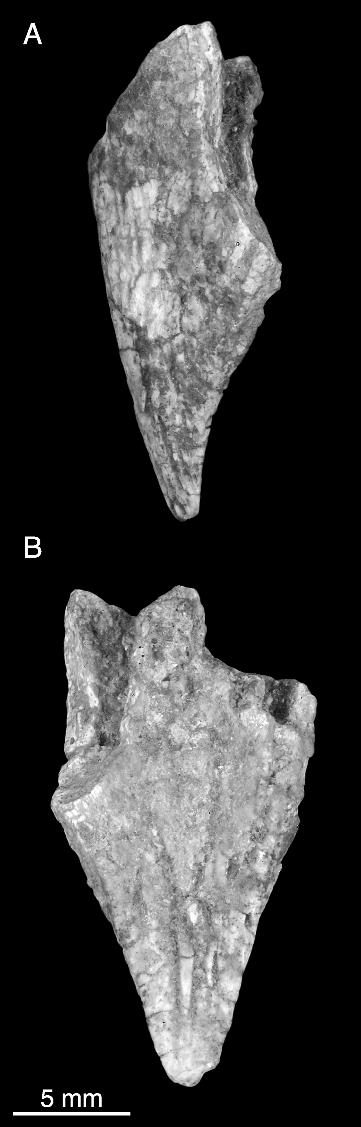 18 AMERICAN MUSEUM NOVITATES NO. 3530 Protoceratops and ceratopsids relative to more basal forms, and an ectopterygoid contribution to the border of this opening is entirely lost in ceratopsids.